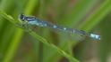 Coenagrion lunulatum male-6.jpg